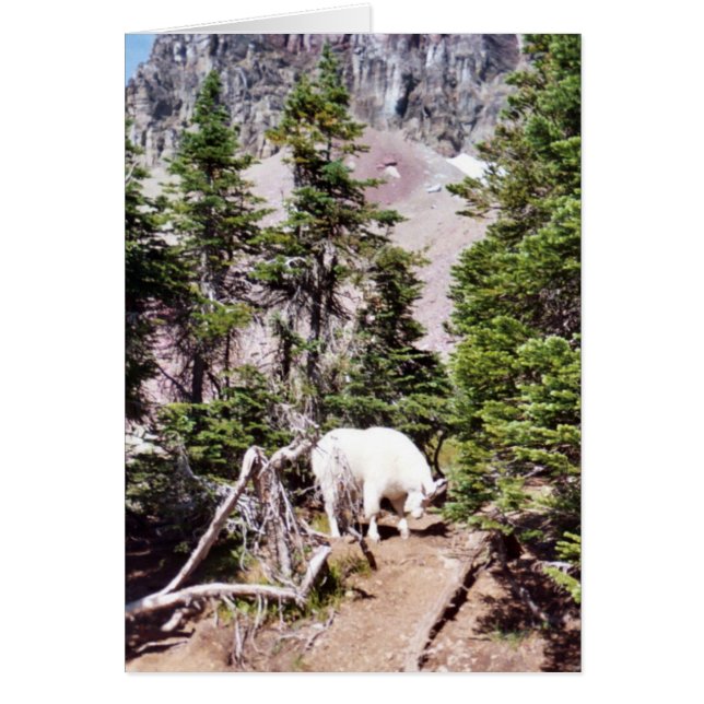 Mountain Goat (Front)