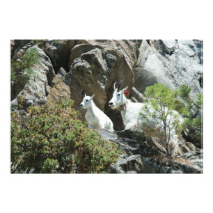 Mountain Goat and Kid - Wildlife Photography Photo Print