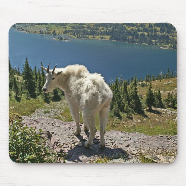 Mountain Goat at Glacier National Park Mouse Pad (Front)