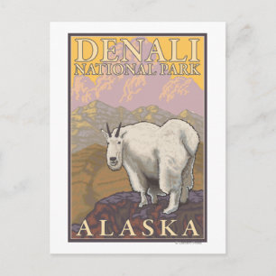 Mountain Goat - Denali National Park, Alaska Postcard