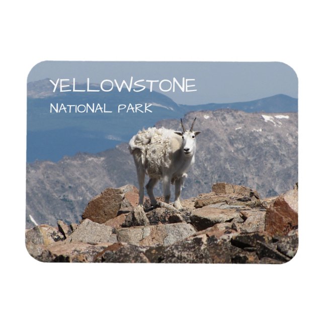 Mountain Goat, Froze to Death Plateau, Yellowstone Magnet (Horizontal)