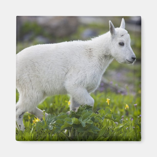 Mountain goat kid at Logan Pass in Glacier Magnet (Front)