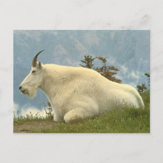 Mountain Goat Postcard