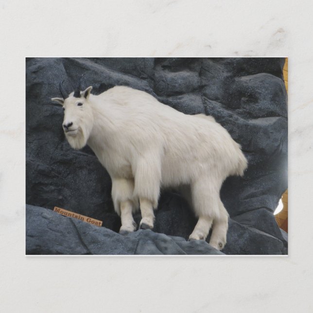 Mountain Goat Postcard (Front)