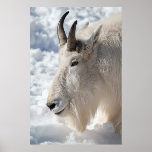 Mountain Goat Resting in Snow Poster