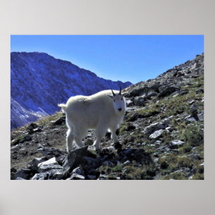 Mountain Goat Xing Poster