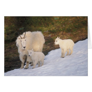 mountain goats