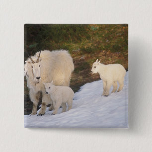 mountain goats 15 cm square badge