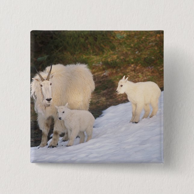 mountain goats 15 cm square badge (Front)