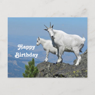 Mountain Goats White Wildlife Photo Birthday Postcard