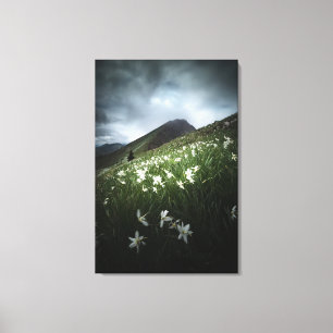 Mountain Golica and Narcissus flowers Canvas Print