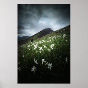 Mountain Golica and Narcissus flowers Poster