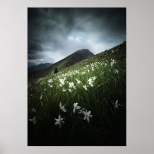 Mountain Golica and Narcissus flowers Poster