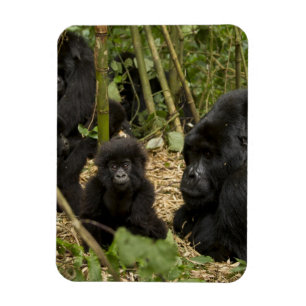 Mountain Gorilla, adult with young 2 Magnet