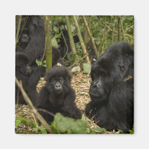 Mountain Gorilla, adult with young 2 Magnet
