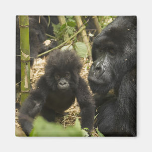 Mountain Gorilla, adult with young Magnet
