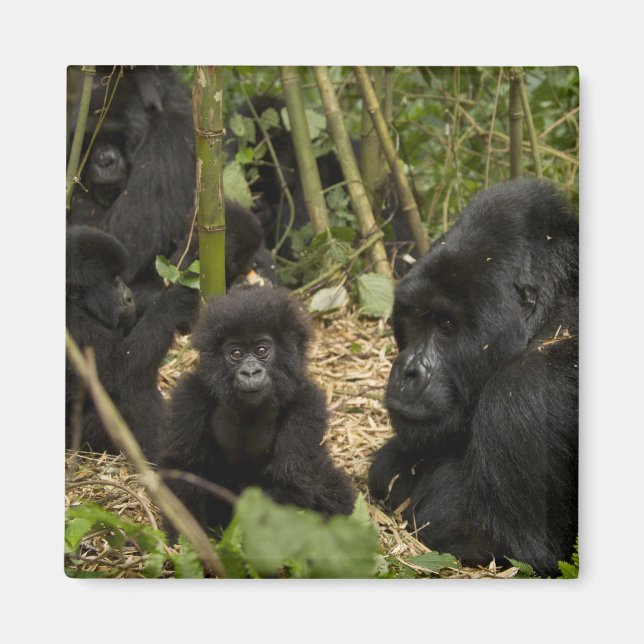 Mountain Gorilla, adult with young Magnet (Front)