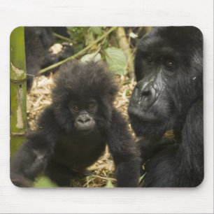 Mountain Gorilla, adult with young Mouse Pad
