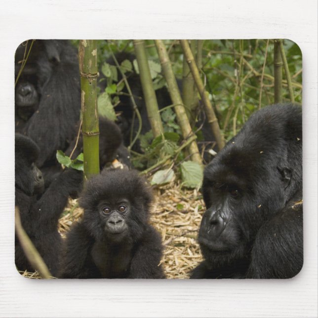 Mountain Gorilla, adult with young Mouse Pad (Front)