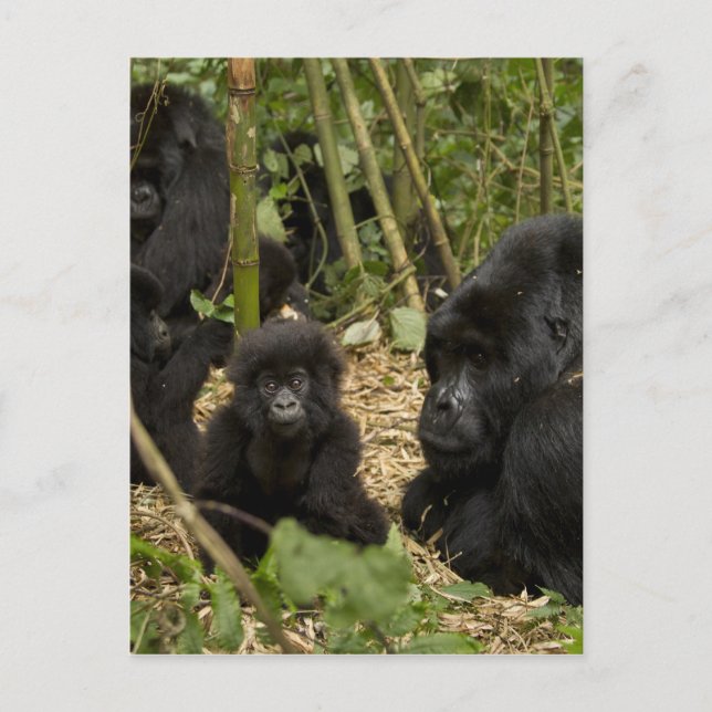 Mountain Gorilla, adult with young Postcard (Front)