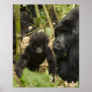 Mountain Gorilla, adult with young Poster