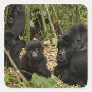 Mountain Gorilla, adult with young Square Sticker