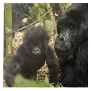 Mountain Gorilla, adult with young Tile