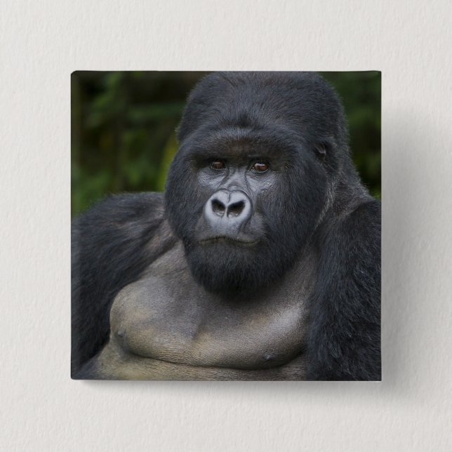 Mountain Gorilla and Silverback 15 Cm Square Badge (Front)