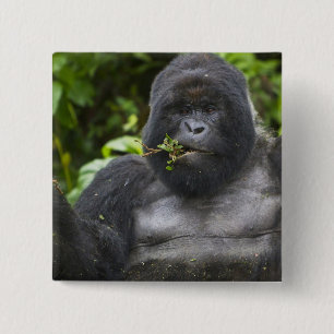 Mountain Gorilla and Silverback 15 Cm Square Badge