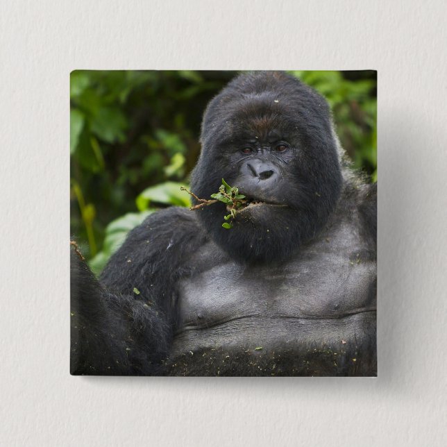 Mountain Gorilla and Silverback 15 Cm Square Badge (Front)