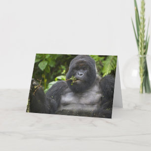 Mountain Gorilla and Silverback Card