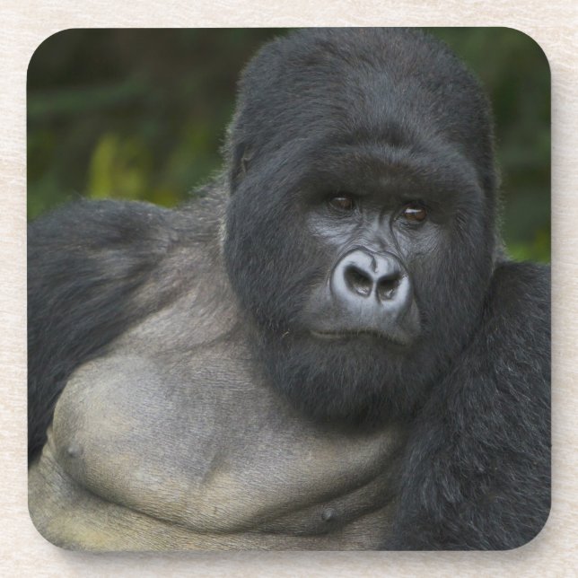 Mountain Gorilla and Silverback Coaster (Front)