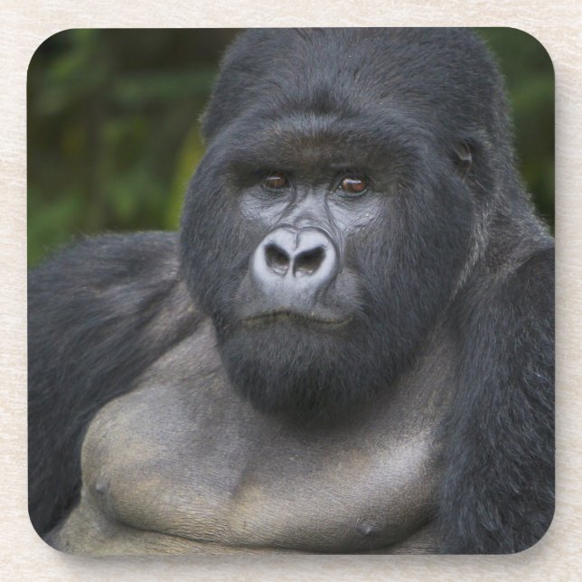 Mountain Gorilla and Silverback Coaster (Front)