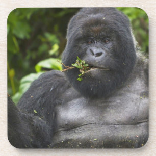 Mountain Gorilla and Silverback Coaster