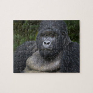 Mountain Gorilla and Silverback Jigsaw Puzzle