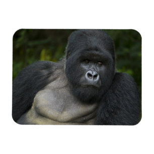 Mountain Gorilla and Silverback Magnet