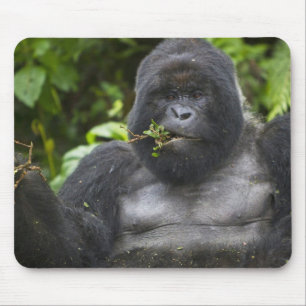 Mountain Gorilla and Silverback Mouse Pad