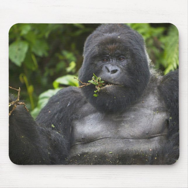 Mountain Gorilla and Silverback Mouse Pad (Front)