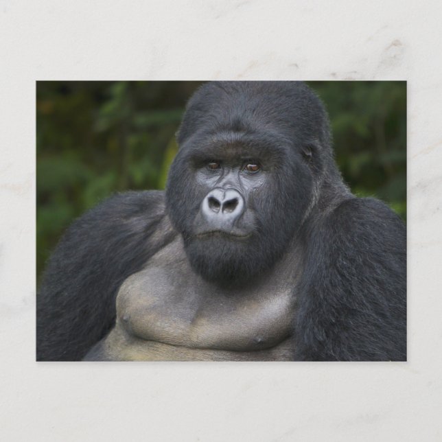 Mountain Gorilla and Silverback Postcard (Front)