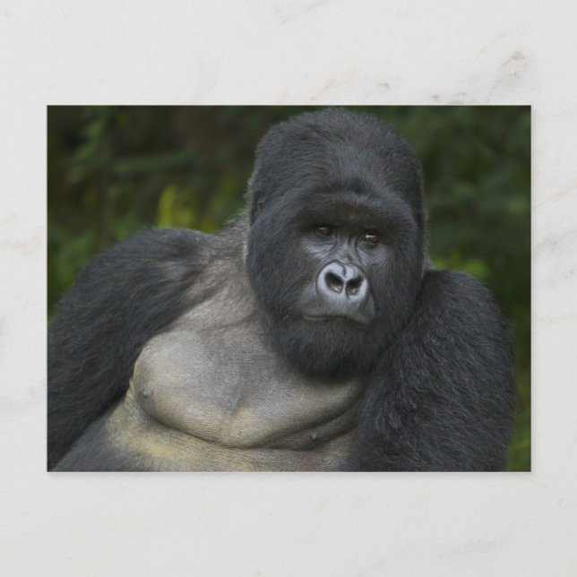 Mountain Gorilla and Silverback Postcard (Front)