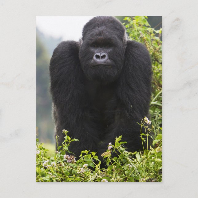 Mountain Gorilla and Silverback Postcard (Front)