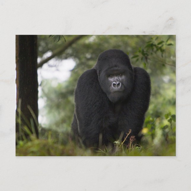 Mountain Gorilla and Silverback Postcard (Front)