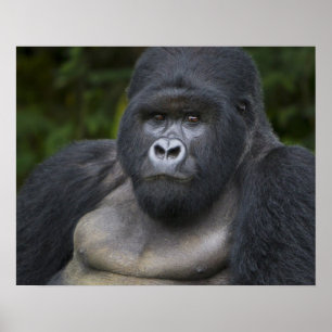 Mountain Gorilla and Silverback Poster
