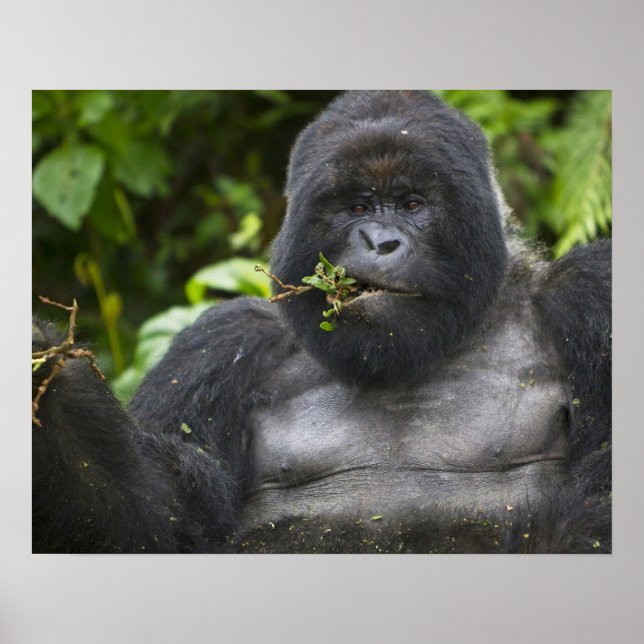 Mountain Gorilla and Silverback Poster (Front)