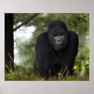 Mountain Gorilla and Silverback Poster
