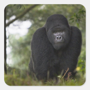 Mountain Gorilla and Silverback Square Sticker
