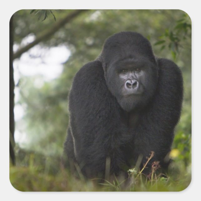Mountain Gorilla and Silverback Square Sticker (Front)