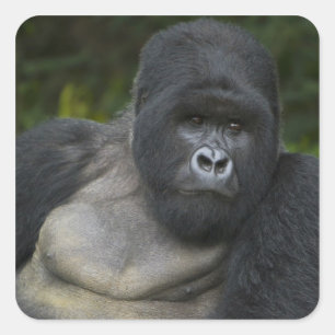 Mountain Gorilla and Silverback Square Sticker
