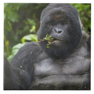 Mountain Gorilla and Silverback Tile