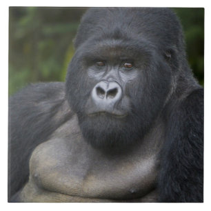 Mountain Gorilla and Silverback Tile
